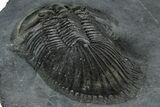 Detailed Thysanopeltis Trilobite - Top Quality Specimen #300549-5